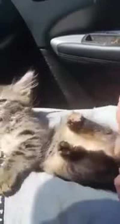 Kitten doesn&rsquo;t enjoy having its feet tickled