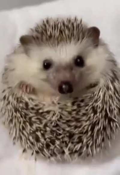 When the waiter brings food
