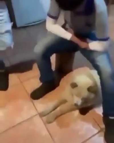 Doge does a fancy