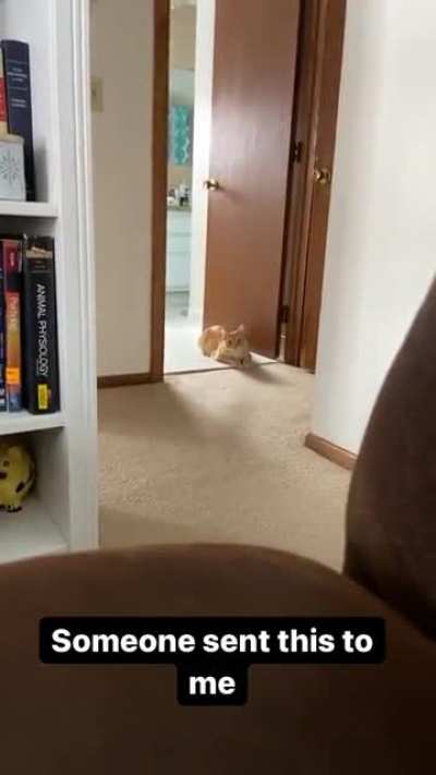 Mauled to death
