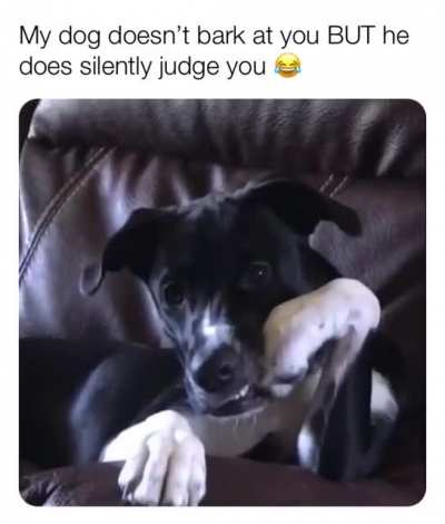 Even dog is judging me😩