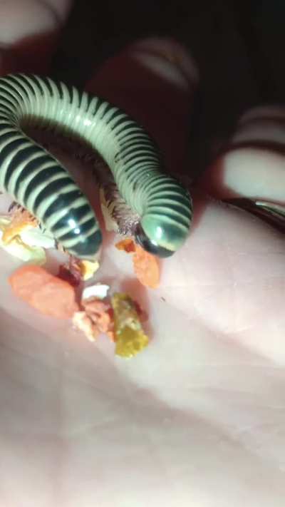 Minerva having a snack
