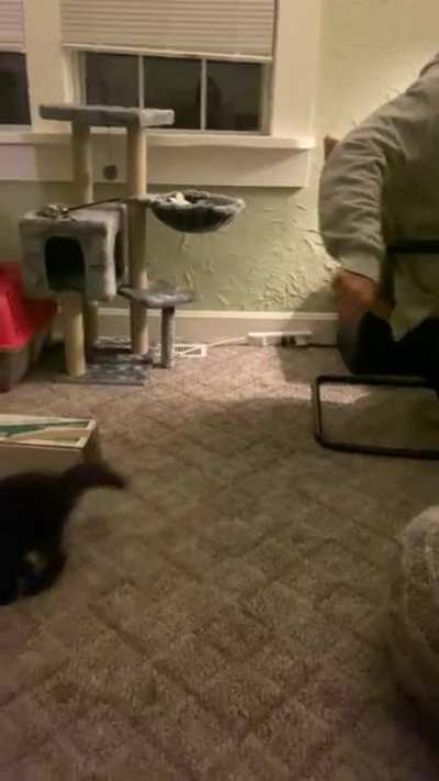 Gus Gus loves to play fetch! He squeaks every time we ask &ldquo;Are you ready?&rdquo;