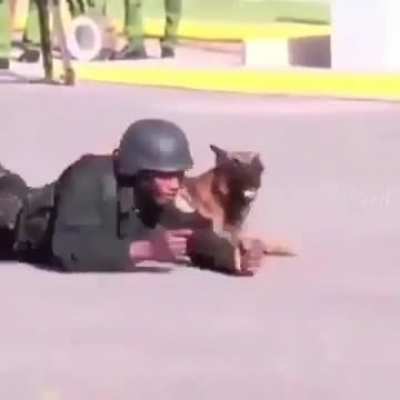 Doggo training
