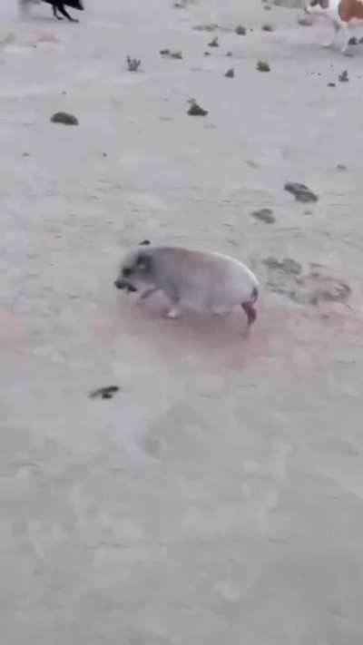 Pig👍🏻