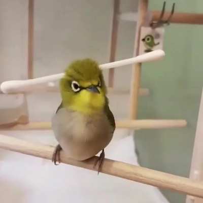 BIRd geT shOT by SEverAl ArROwS