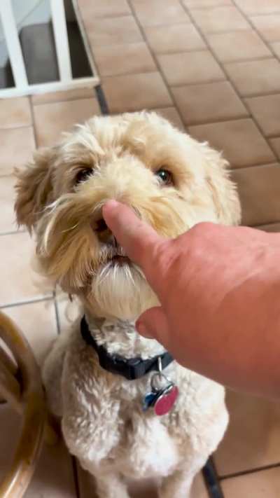 Boops for Cooper