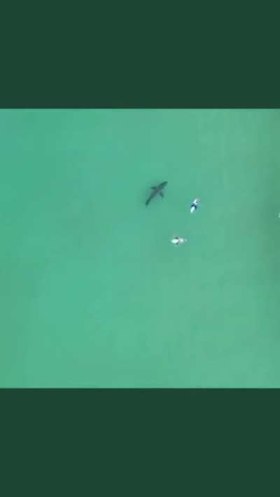 Huge great white swimming very close to surfers