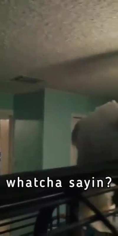 Cool bird singing 