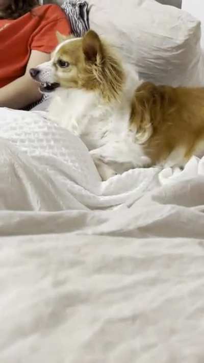 Doggo has had enough
