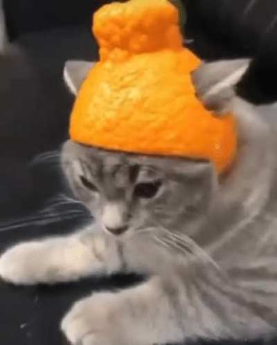 Wholesome cat in the hat