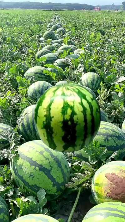 Iftaar without watermelons are incomplete.