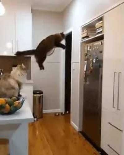 Purrfect fit