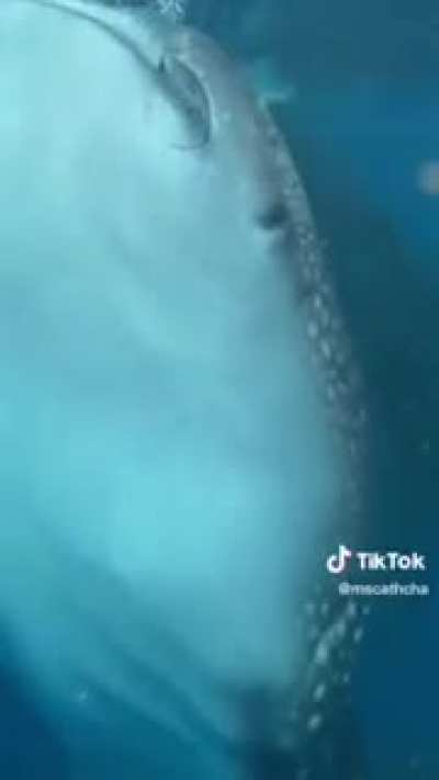 Terrifying: Whale Shark Spotted Right Under Man's Boat!