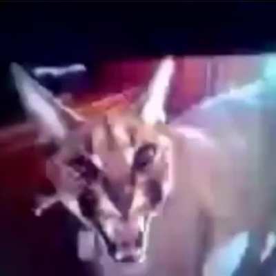 my COMPUTER has been INVADED by strange IMAGES of FUNNY EARED ANIMALS
