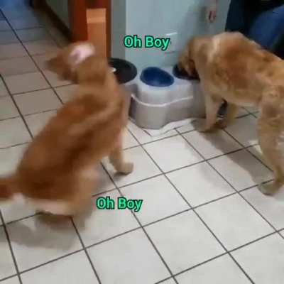 Feeding Time Frenzy