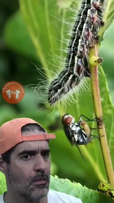 (╯ ͝&deg; ͜ʖ͡&deg;)╯