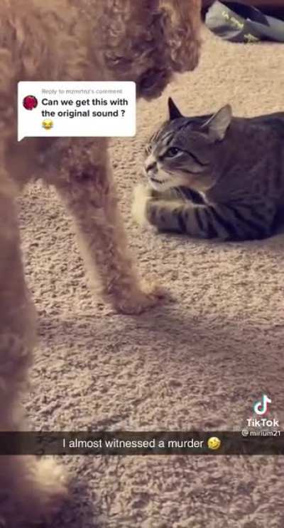 "Dog! I Double-you Dare You to....Yikes!"