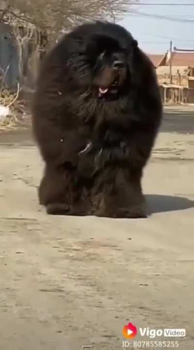 Вы не бойтесь, он не кусается
