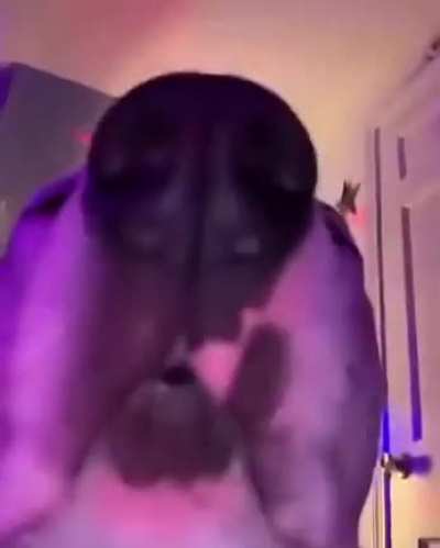 Doggo vibin