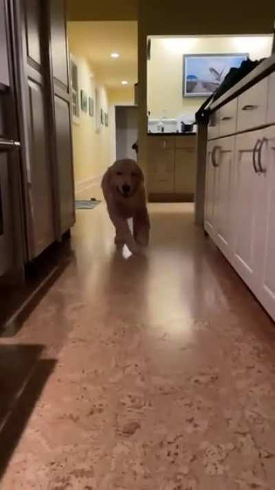 Our Golden Retriever giving me the headbutt of a lifetime - sound on :)