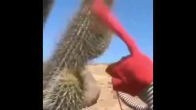 BPatrol bee like