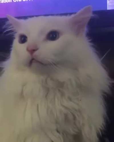 Meooo-