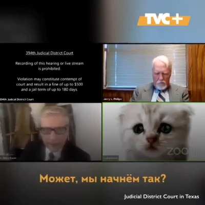 В дополнение поста про котика-юриста