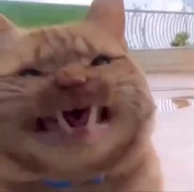 Scrungy mew