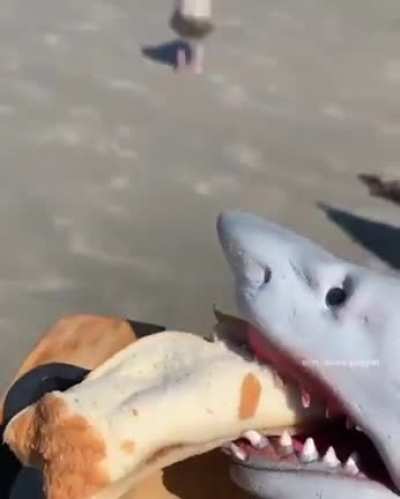 handshark go brrrr
