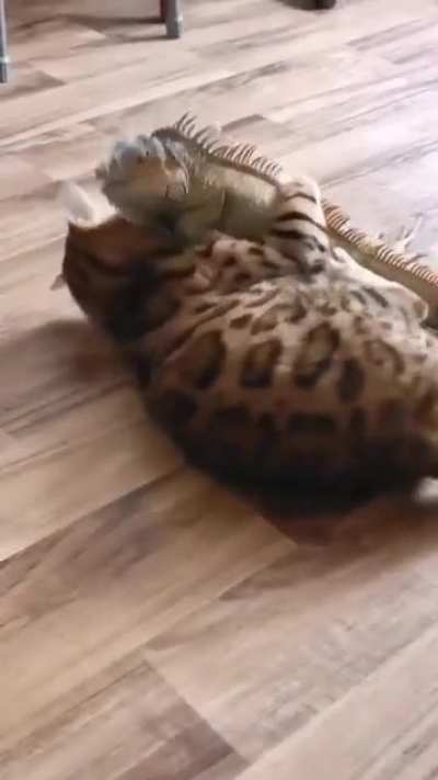 Все любят Котиков