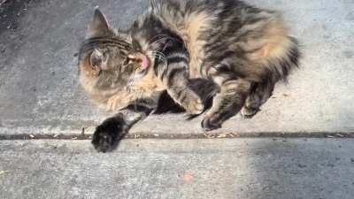 Notmycat that yells