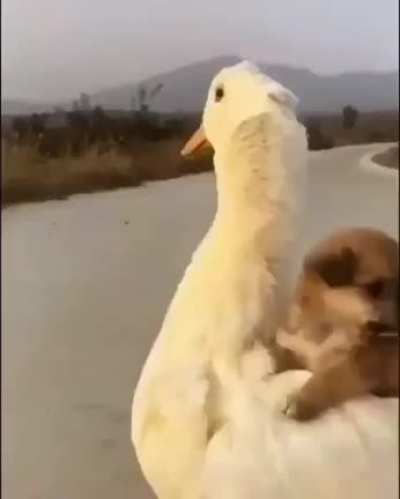 New friends