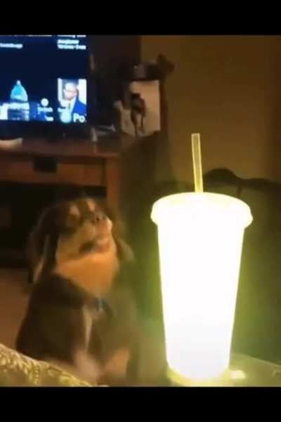 Dog has awoken