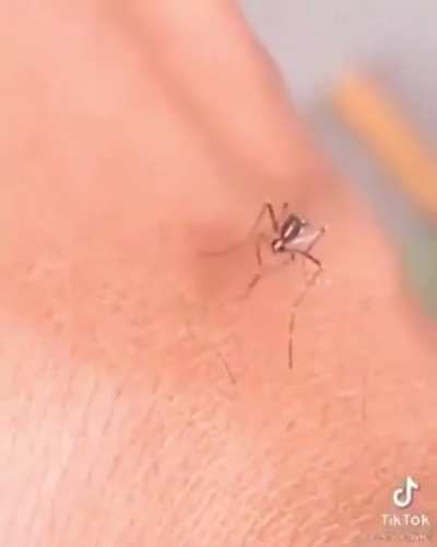 Mosquito broxa