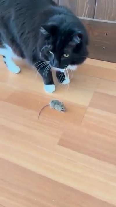 Wunk has no enemies