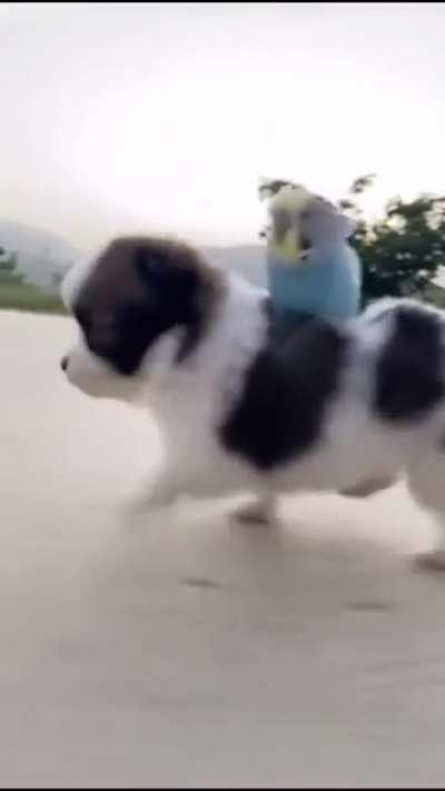 The cutest thing you&rsquo;ll see on Internet.
