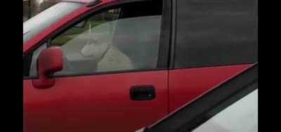 Sheep in car.