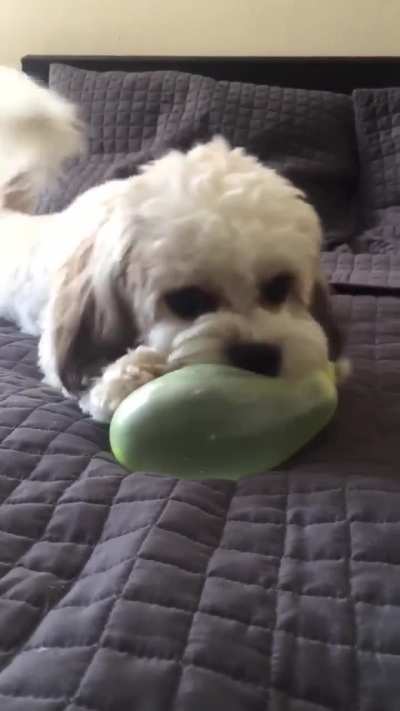 "Wait! Where did it go?"