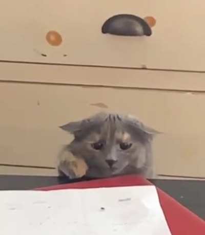 fly hunting