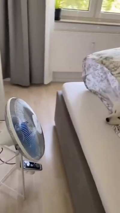 everything in this video is perfect