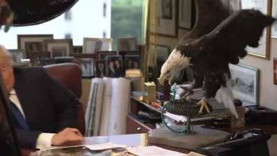Don't mess with the Bald Eagle
