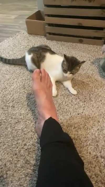 My cat chooses violence every single day.