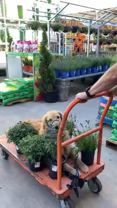 This golden plant seems a bit needy, but highly recommended