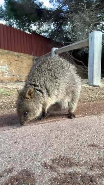 last quokka post i swear, but i had to share this, because he&acirc;s a baby &eth;&shy;