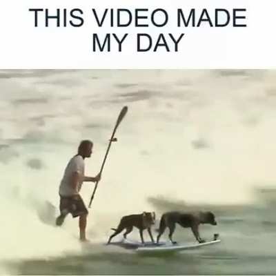 Good boys surfing