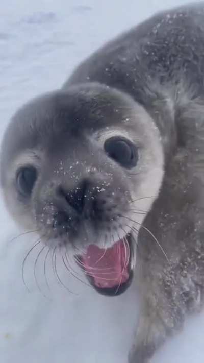 Seal pup vocalization