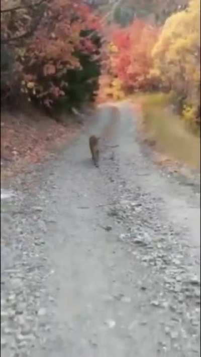 Mountain lion follows hiker for 6 minutes to chase him away from her cubs