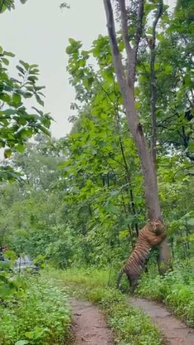 Scent marking 🐯