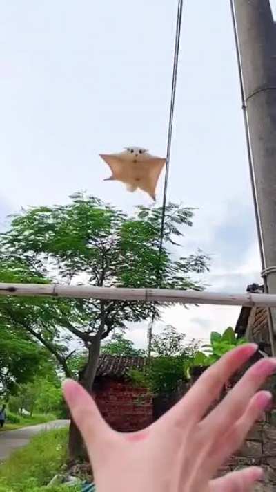 Wheeeeee